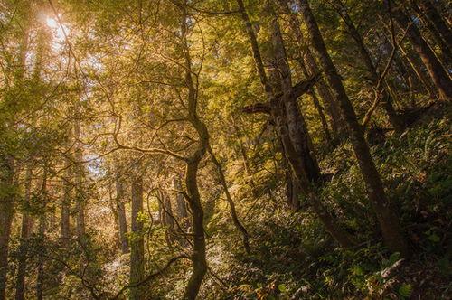 深林照片,自然之美尽收眼底