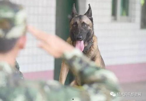 娱乐吃瓜酱缉毒犬